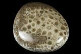 Polished Petoskey Stone (Fossil Coral) - Michigan #177183-1